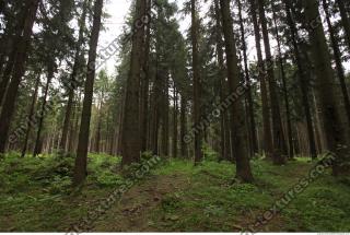 Photo Textures of Forest